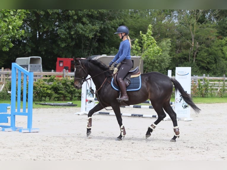 Cavallo sportivo irlandese Giumenta 7 Anni 160 cm Morello in Pepingen