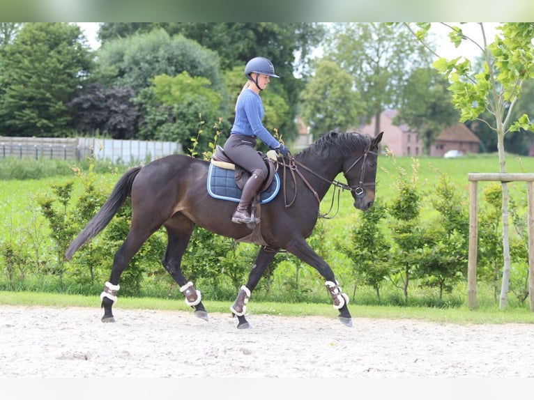Cavallo sportivo irlandese Giumenta 7 Anni 160 cm Morello in Pepingen