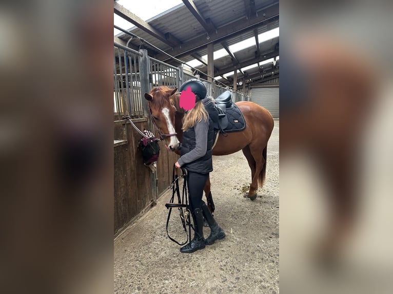 Cavallo sportivo irlandese Giumenta 7 Anni 160 cm Sauro in Frankfurt am Main