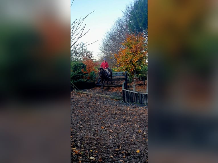 Cavallo sportivo irlandese Giumenta 7 Anni 160 cm Sauro scuro in Co.Leitrim