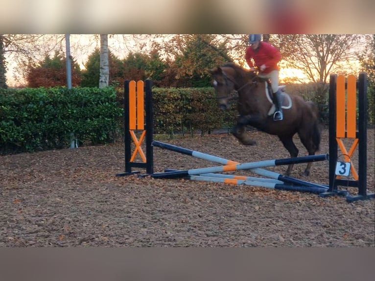 Cavallo sportivo irlandese Giumenta 7 Anni 160 cm Sauro scuro in Co.Leitrim