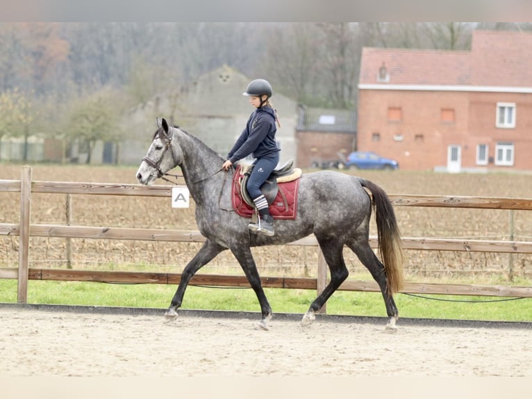 Cavallo sportivo irlandese Giumenta 7 Anni 162 cm Leardo in Bogaarden