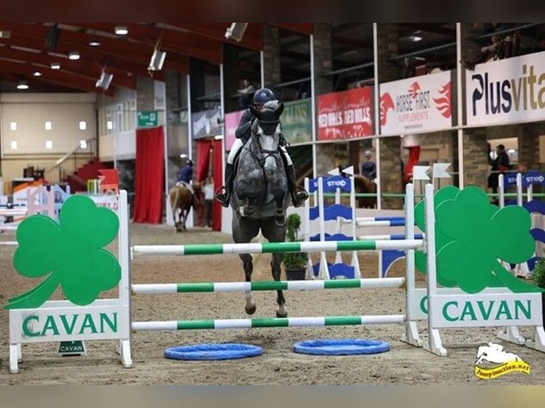 Cavallo sportivo irlandese Giumenta 7 Anni 163 cm Grigio pezzato in Waterford