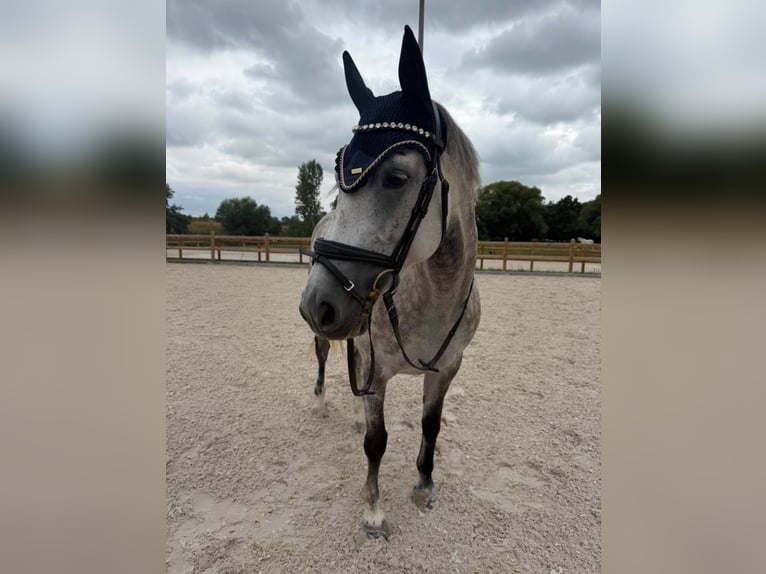 Cavallo sportivo irlandese Giumenta 7 Anni 164 cm Grigio in Schkopau