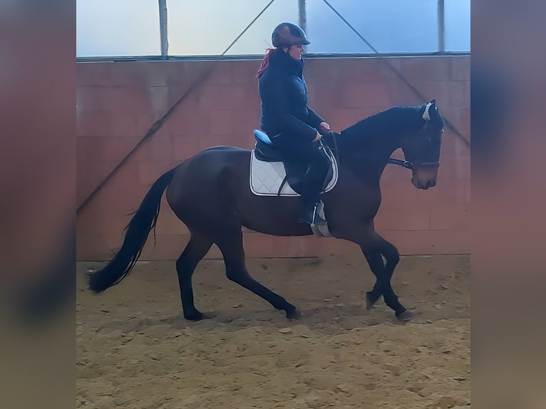 Cavallo sportivo irlandese Giumenta 7 Anni 165 cm Baio in Lage