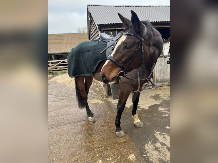 Cavallo sportivo irlandese Giumenta 7 Anni 165 cm Baio ciliegia in London