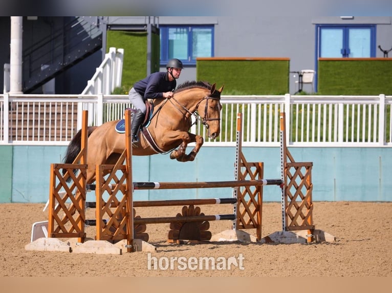 Cavallo sportivo irlandese Giumenta 7 Anni 165 cm Baio ciliegia in Warwick