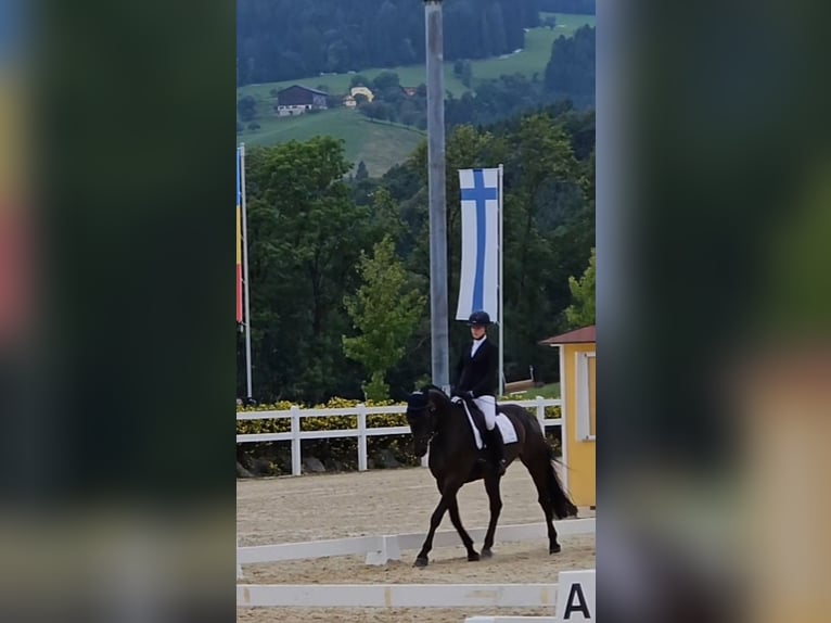 Cavallo sportivo irlandese Giumenta 7 Anni 166 cm Baio in St. Georgen im Attergau