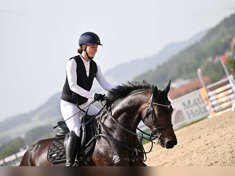 Cavallo sportivo irlandese Giumenta 7 Anni 166 cm Baio in St. Georgen im Attergau