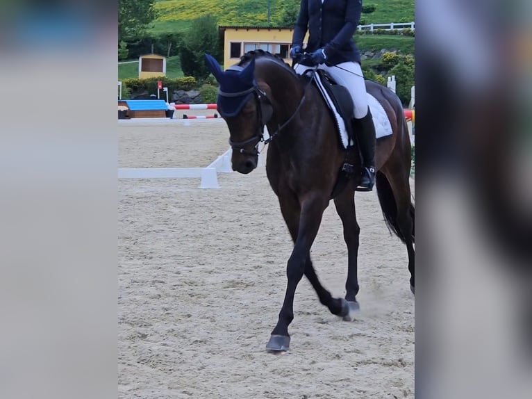 Cavallo sportivo irlandese Giumenta 7 Anni 166 cm Baio in St. Georgen im Attergau