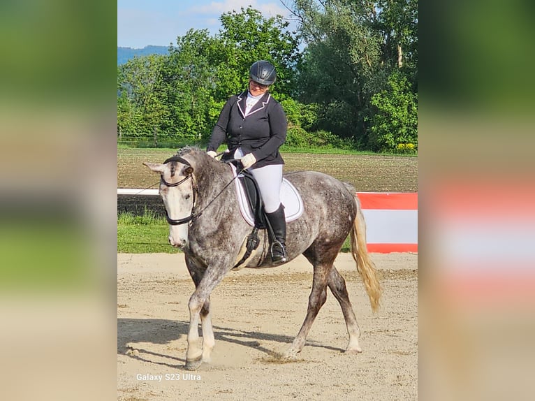 Cavallo sportivo irlandese Giumenta 7 Anni 167 cm Grigio in St. Pölten
