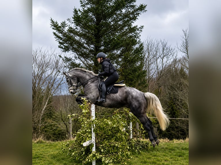 Cavallo sportivo irlandese Giumenta 7 Anni 167 cm Grigio pezzato in Gummern