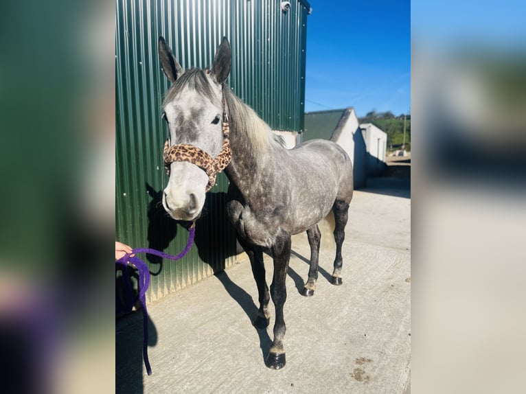 Cavallo sportivo irlandese Giumenta 7 Anni 168 cm Grigio pezzato in Sligo