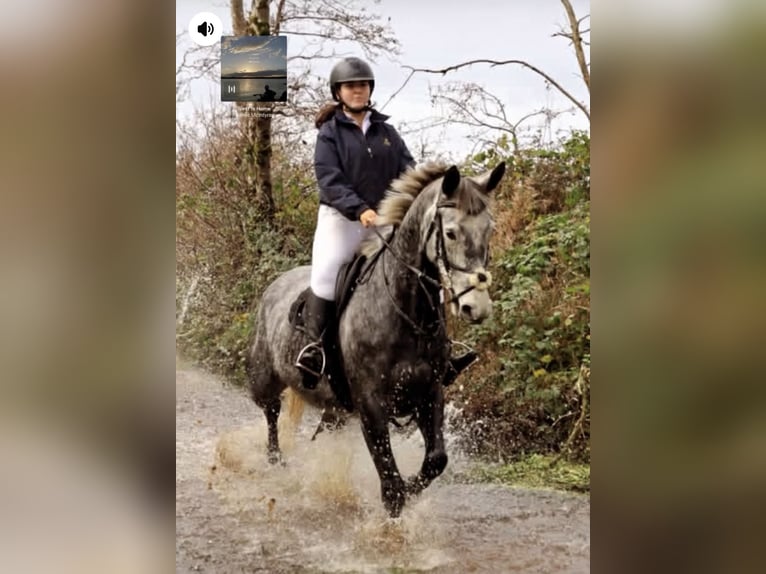 Cavallo sportivo irlandese Giumenta 7 Anni 168 cm Grigio pezzato in Sligo