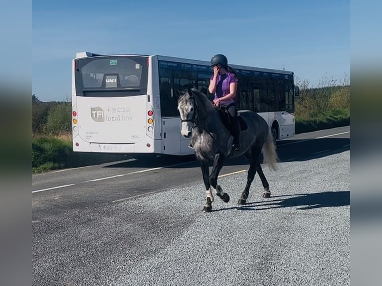 Cavallo sportivo irlandese Giumenta 7 Anni 168 cm Grigio pezzato in Sligo