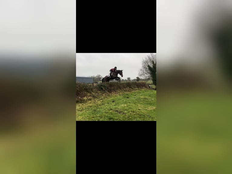 Cavallo sportivo irlandese Giumenta 7 Anni 170 cm Baio ciliegia in Sligo