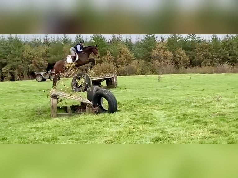 Cavallo sportivo irlandese Giumenta 7 Anni 170 cm Baio ciliegia in Sligo