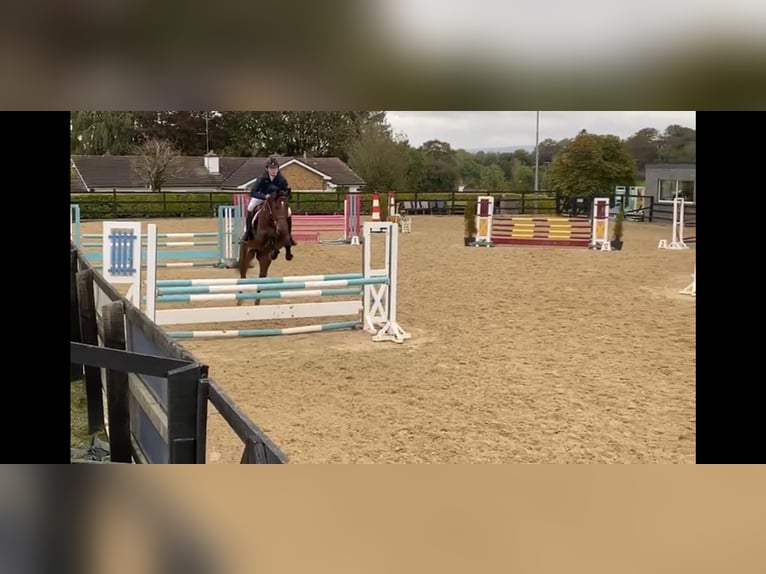 Cavallo sportivo irlandese Giumenta 7 Anni 170 cm Baio ciliegia in Sligo