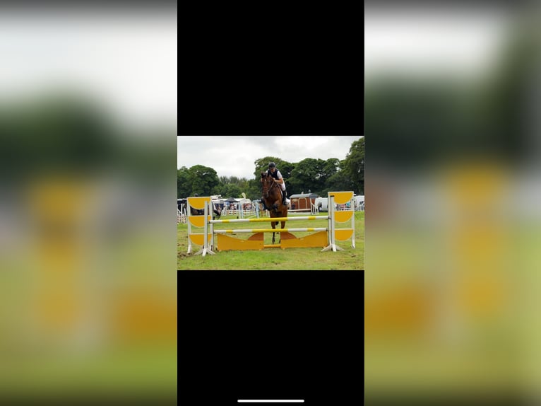 Cavallo sportivo irlandese Giumenta 7 Anni 170 cm Baio ciliegia in Sligo