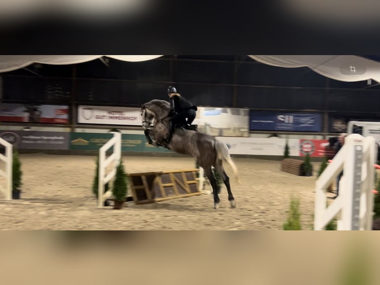 Cavallo sportivo irlandese Giumenta 7 Anni 173 cm Grigio pezzato in Wursten