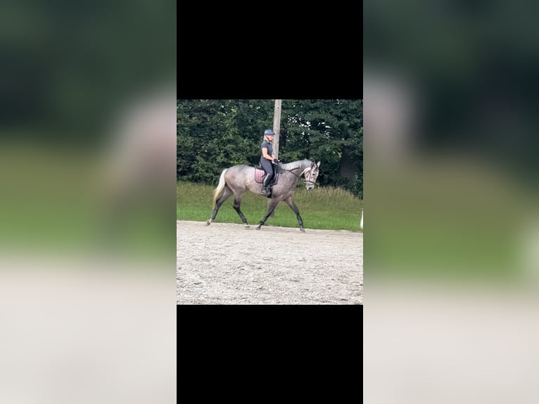 Cavallo sportivo irlandese Giumenta 7 Anni 173 cm Grigio pezzato in Wursten