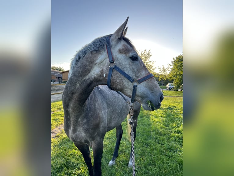 Cavallo sportivo irlandese Giumenta 7 Anni 173 cm Grigio pezzato in Wursten