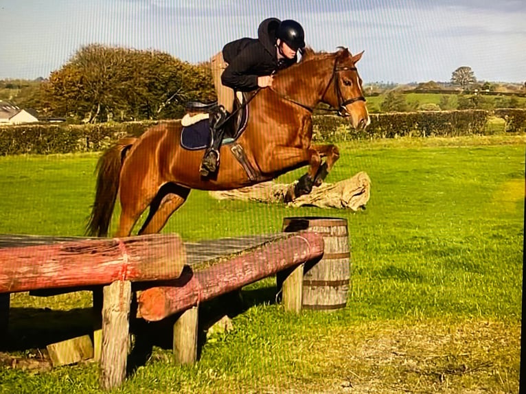 Cavallo sportivo irlandese Giumenta 8 Anni 149 cm Sauro in Markt Rettenbach