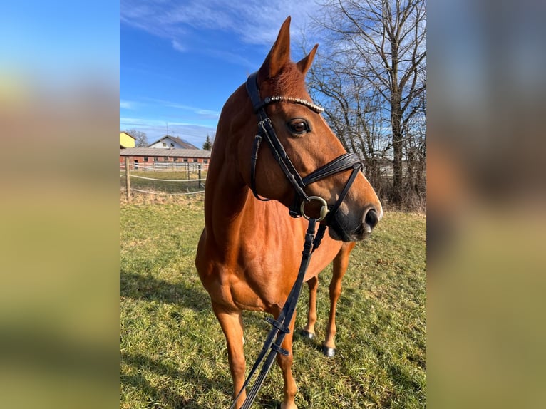 Cavallo sportivo irlandese Giumenta 8 Anni 149 cm Sauro in Markt Rettenbach