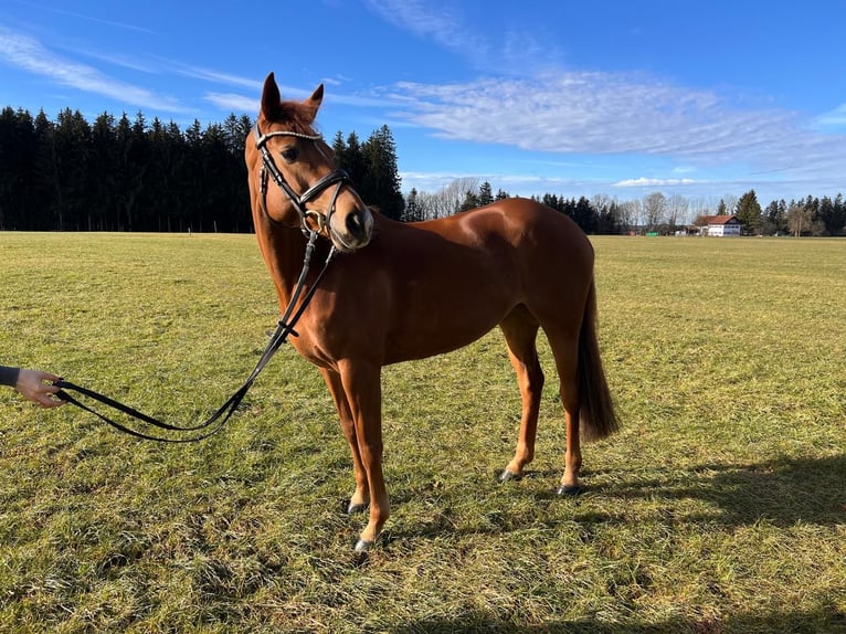 Cavallo sportivo irlandese Giumenta 8 Anni 149 cm Sauro in Markt Rettenbach