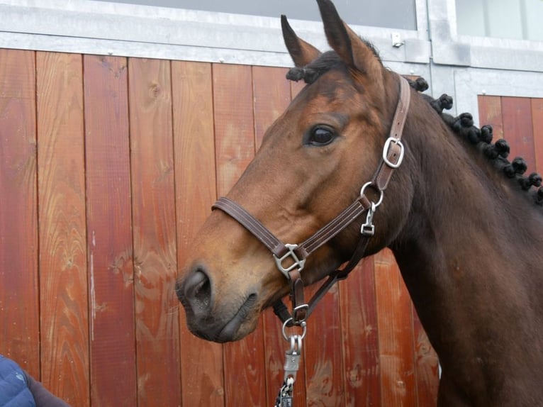 Cavallo sportivo irlandese Giumenta 8 Anni 155 cm in Dorsten