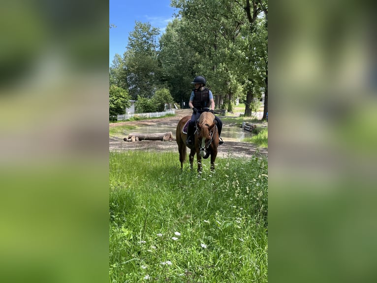 Cavallo sportivo irlandese Giumenta 8 Anni 157 cm Sauro in Schlüchtern