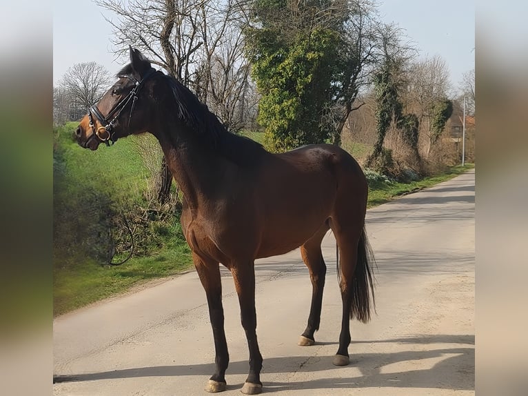 Cavallo sportivo irlandese Giumenta 8 Anni 159 cm Baio scuro in Lage