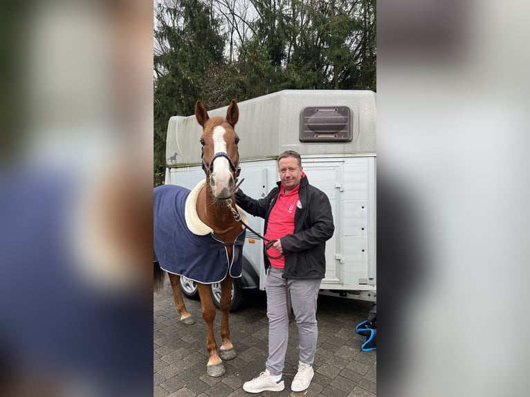 Cavallo sportivo irlandese Giumenta 8 Anni 160 cm Sauro in Schlüchtern