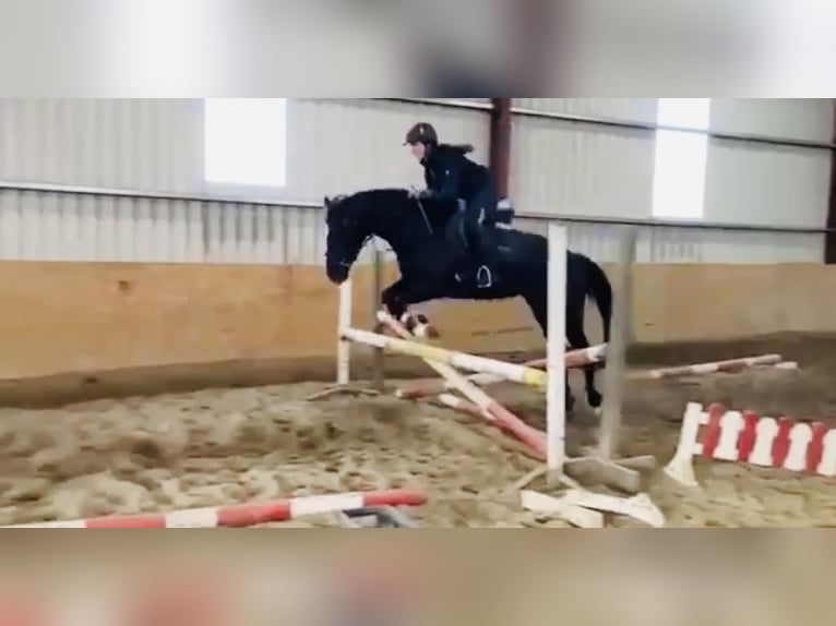 Cavallo sportivo irlandese Giumenta 8 Anni 162 cm Baio in Sligo