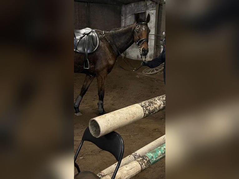 Cavallo sportivo irlandese Giumenta 8 Anni 162 cm Baio in Aalborg