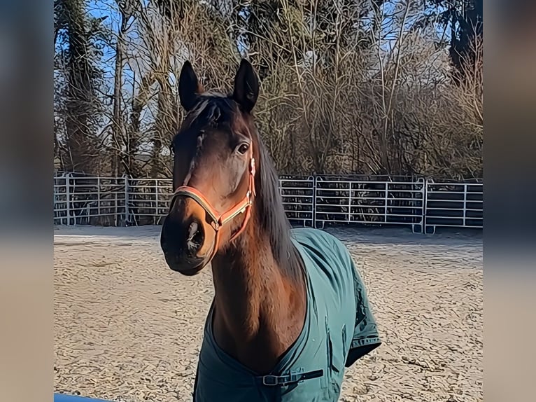 Cavallo sportivo irlandese Giumenta 8 Anni 162 cm Baio in Lage