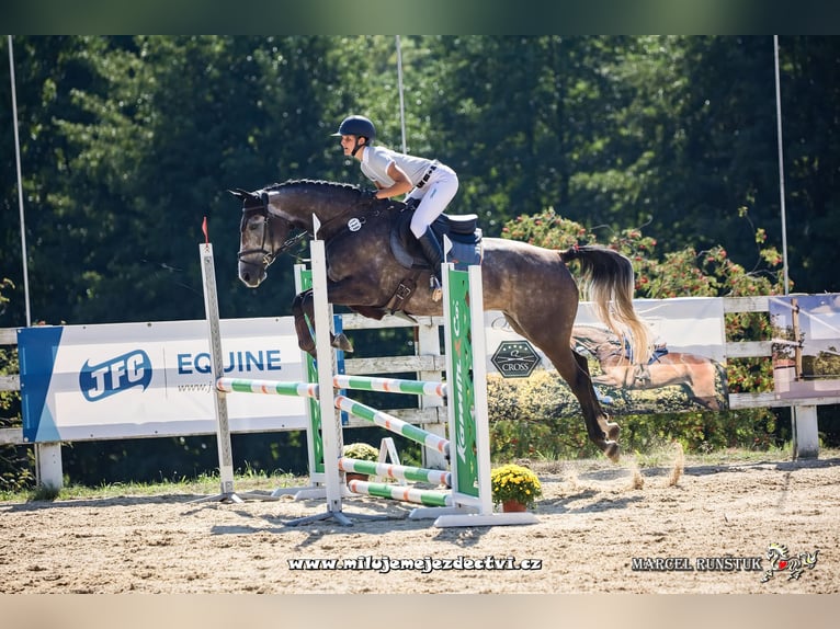 Cavallo sportivo irlandese Giumenta 8 Anni 162 cm Grigio in Inzing