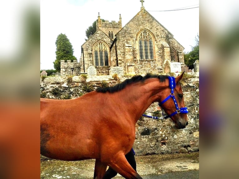Cavallo sportivo irlandese Giumenta 8 Anni 163 cm Baio ciliegia in Devon, UK