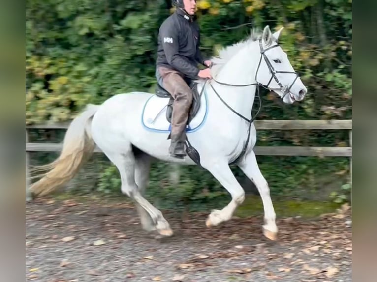 Cavallo sportivo irlandese Giumenta 8 Anni 163 cm Grigio in Manchester