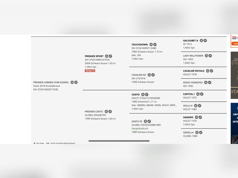 Cavallo sportivo irlandese Giumenta 8 Anni 165 cm Baio scuro in Bronschhofen