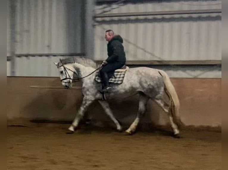 Cavallo sportivo irlandese Giumenta 8 Anni 168 cm Grigio pezzato in Elze