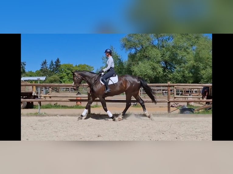 Cavallo sportivo irlandese Giumenta 8 Anni 174 cm Baio nero in Salzhausen