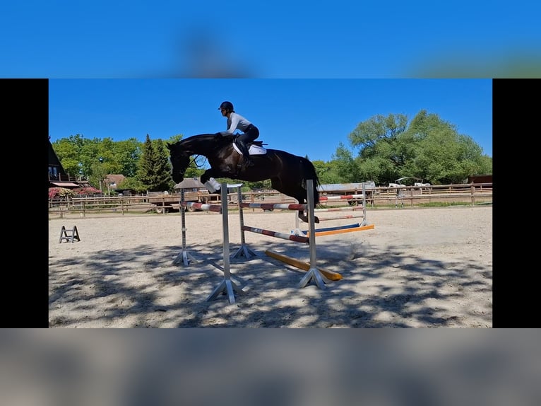 Cavallo sportivo irlandese Giumenta 8 Anni 174 cm Baio nero in Salzhausen