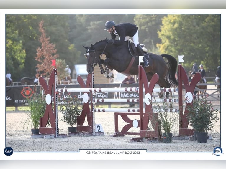 Cavallo sportivo irlandese Giumenta 8 Anni Baio scuro in Dielsdorf