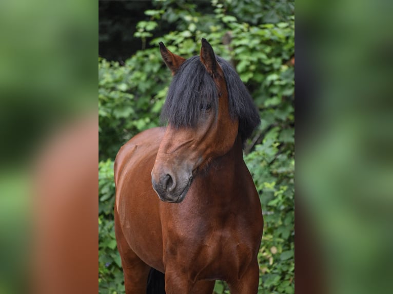 Cavallo sportivo irlandese Giumenta 9 Anni 146 cm Baio in Seligenstadt