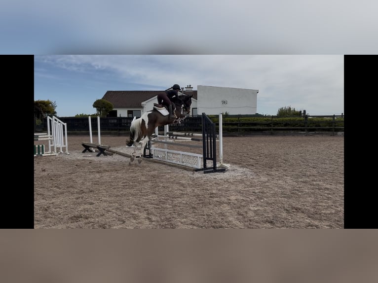 Cavallo sportivo irlandese Giumenta 9 Anni 148 cm Tovero-tutti i colori in Sligo