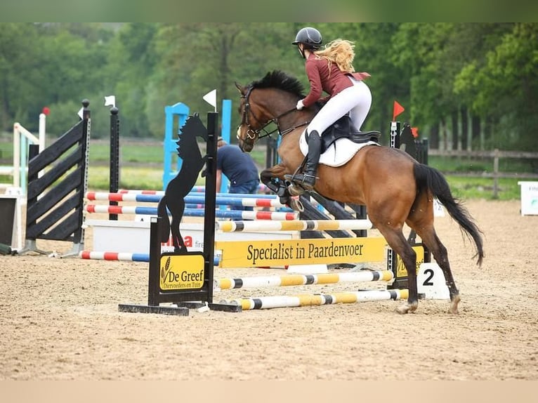 Cavallo sportivo irlandese Giumenta 9 Anni 156 cm Baio in Leusden