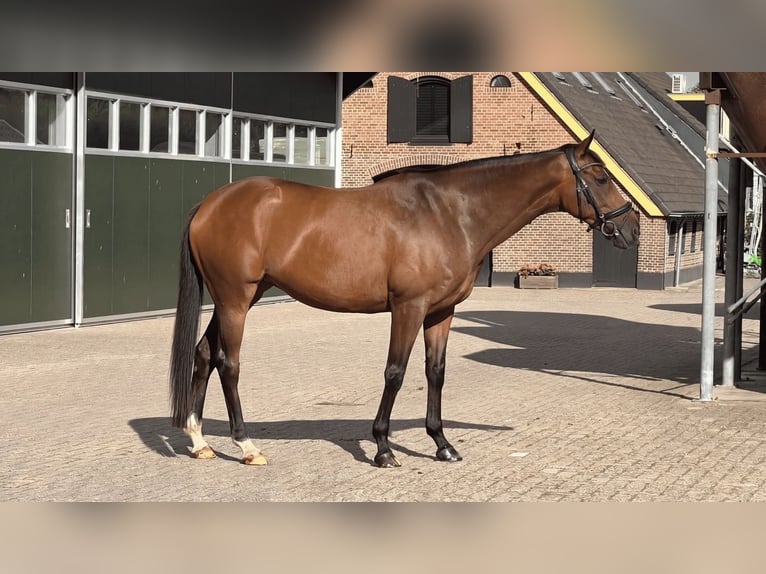 Cavallo sportivo irlandese Giumenta 9 Anni 156 cm Baio in Leusden