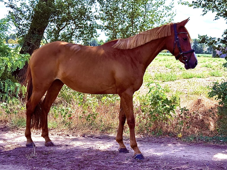 Cavallo sportivo irlandese Giumenta 9 Anni 157 cm Sauro in Weiterstadt