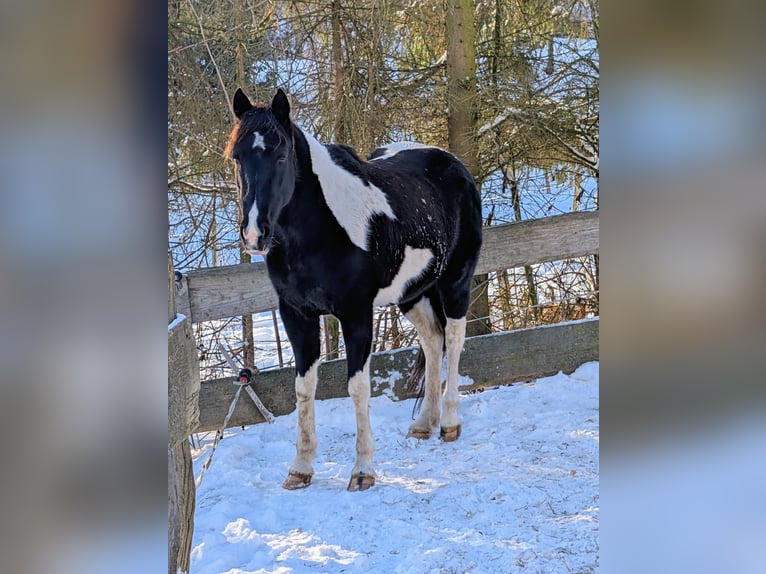 Cavallo sportivo irlandese Giumenta 9 Anni 158 cm Tobiano-tutti i colori in Wilsdruff